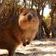Illustration for article titled Australian Animals That Wont Kill You, Ranked